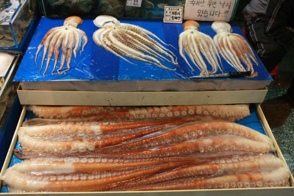 Octopus in various sizes: note the enormous tentacles | Noryangjin Fish Market | South Korea