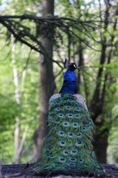 Picture of Campo del Moro (Spain): Peacock in Campo del Moro