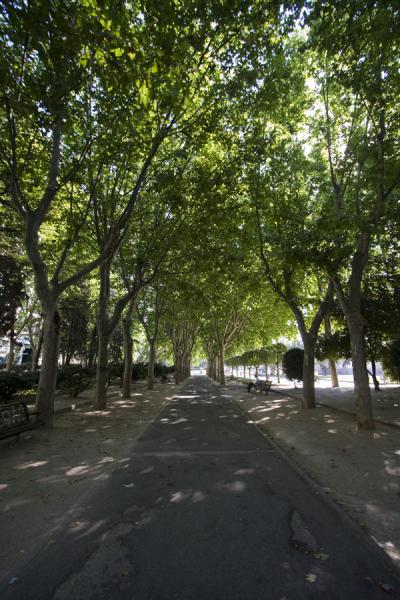 Picture of Plaza de España (Spain): Trees and lane on the Plaza de España