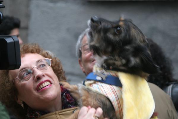 Picture of Animal blessing San Antón (Spain): Woman trying to control her wild dog