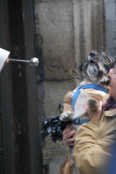 Picture of Animal blessing San Antón (Spain): Blessing of a dog