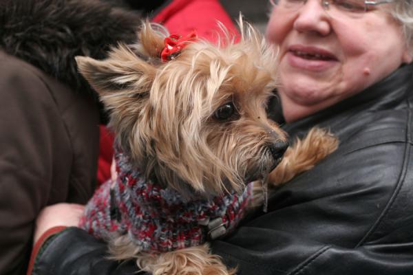 Picture of Animal blessing San Antón (Spain): Drooling dog in the arms of his owner