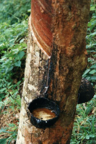 Rubber leaking from a tree | Galle | Sri Lanka