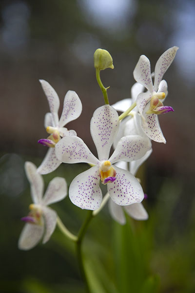 Picture of Orchids on display in a separate greenhouse in the Botanic Garden