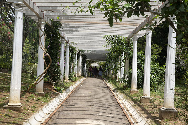 Picture of Kandy Botanic Garden (Sri Lanka): Gallery in the southwestern part of the Botanic Gardens