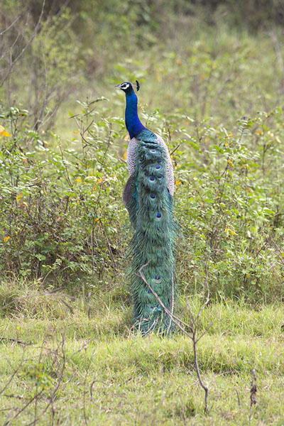 Picture of Minneriya safari (Sri Lanka): Peacock letting its tail rest in Minneriya National Park