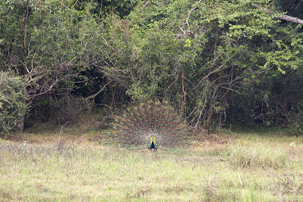Picture of Minneriya safari (Sri Lanka): Peacock in plain beauty in Minneriya