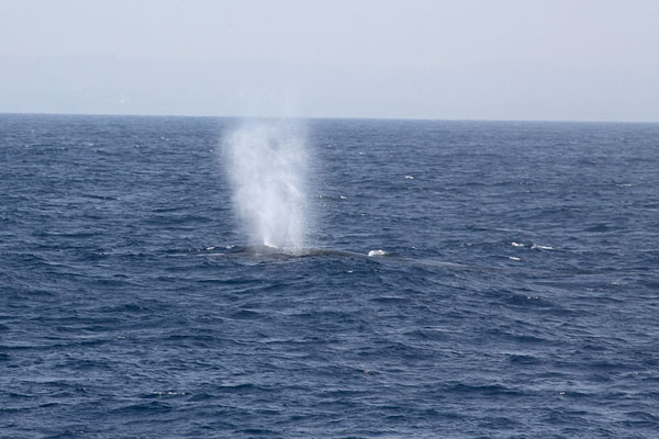 Foto de Huge spray of a blue whale in the ocean south of Sri LankaMirissa - Sri Lanka