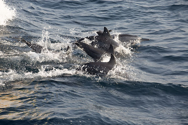 Picture of Mirissa whale watching (Sri Lanka): Dolphins playing near the bow of a boat