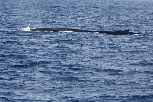 Picture of Mirissa whale watching (Sri Lanka): Blue whale at the surface of the ocean off the coast of Sri Lanka