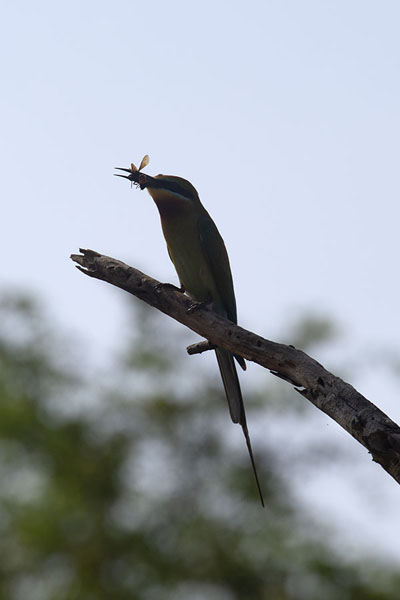 Picture of Uda Walawe safari (Sri Lanka): Bee-eater having a snack on a branch in Uda Walawe