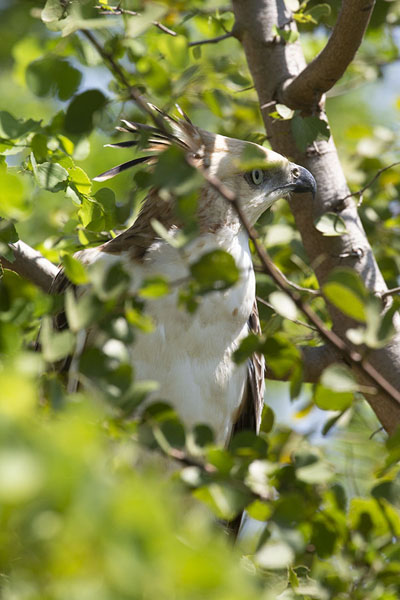Picture of Uda Walawe safari (Sri Lanka): Hawk eagle hiding in a tree in Uda Walawe