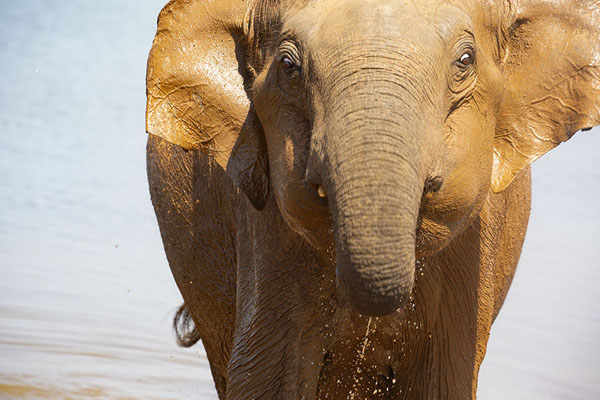 Picture of Uda Walawe safari (Sri Lanka): Male elephant charge from the reservoir of Uda Walawe
