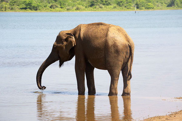 Picture of Uda Walawe safari (Sri Lanka): Male elephant in the waters of Uda Walawe reservoir