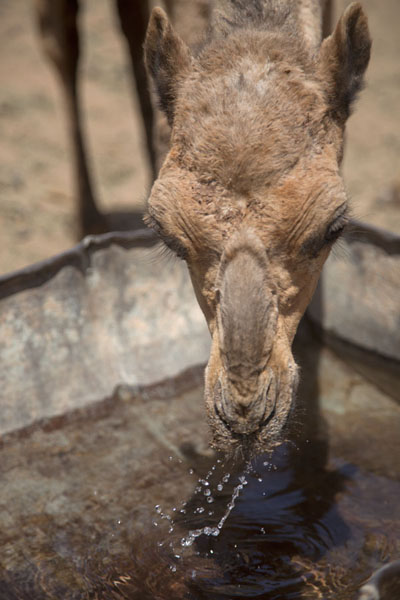 Close-up of a young camel drinking water at the camel market | Mercado de camellos de Omdurman | Sudán