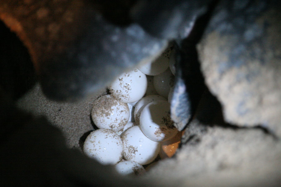 Leatherback laying eggs in a self-dug hole in the beach | Leatherback turtles | Suriname