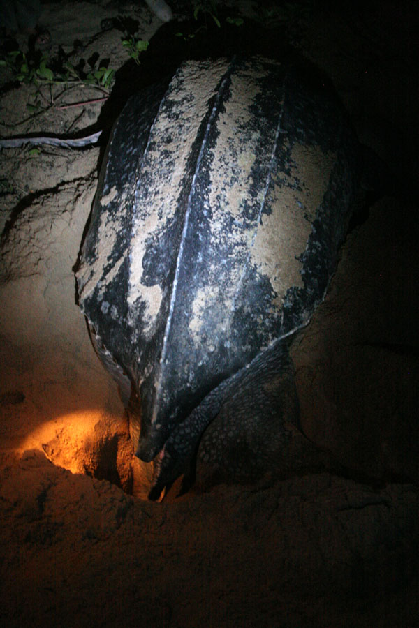 Foto van Leatherback turtle about to lay eggsGalibi - Suriname