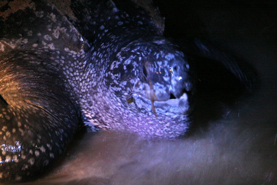 Foto van Suriname (Leatherback turtle on the way back to the sea after laying eggs on the beach)