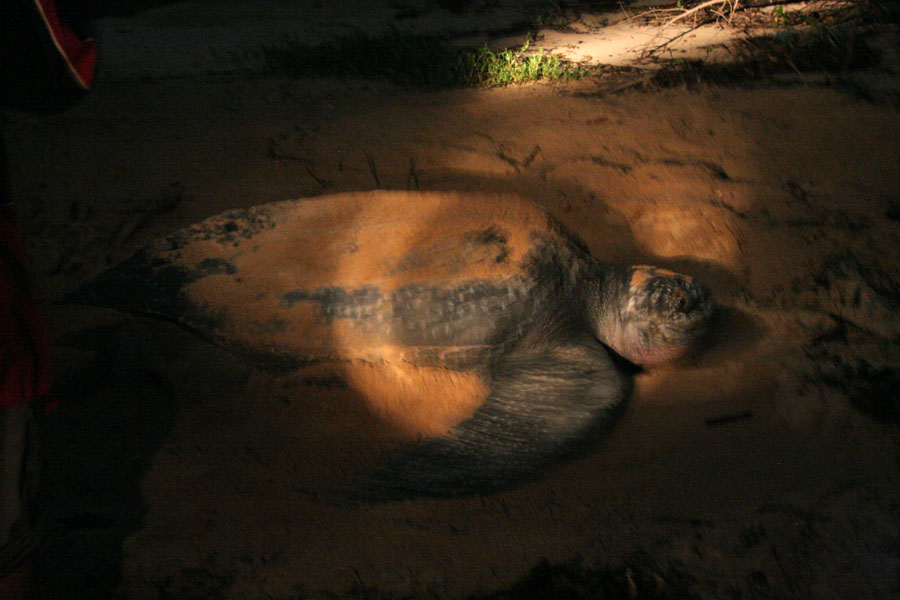 Foto van Leatherback turtle moving around sand with her finsGalibi - Suriname
