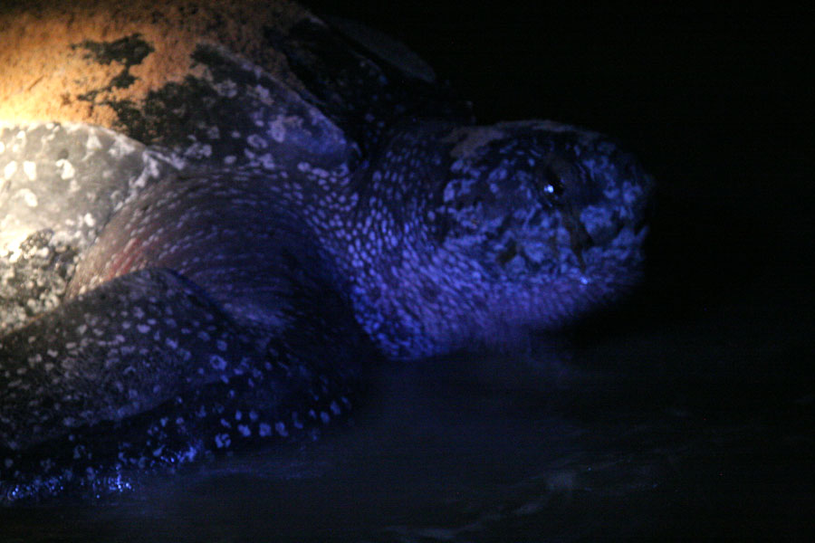 Turtle head as it moves into the water | Tortues luth | le Surinam
