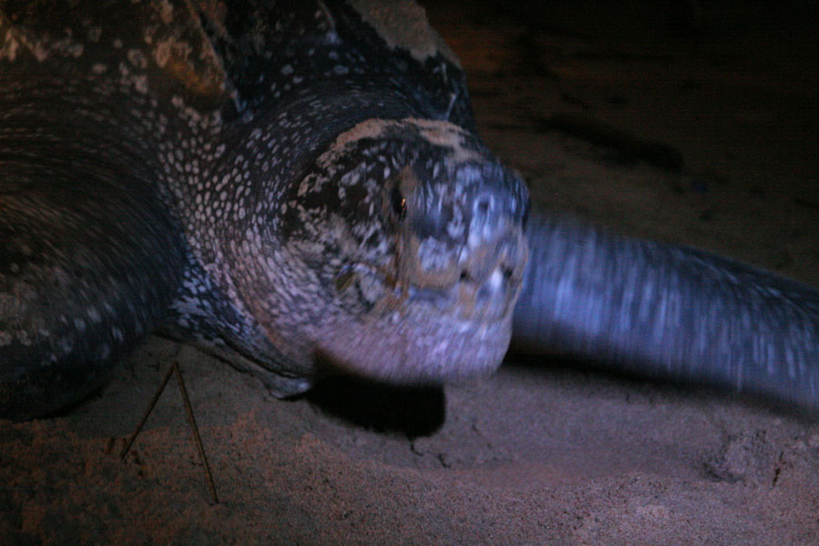 Foto de Leatherback turtle busy on the beachGalibi - Surinam