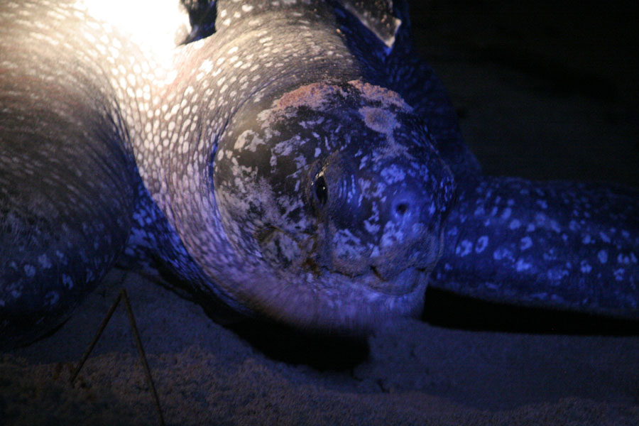Leatherback turtle after laying eggs and covering her nest | Lederrug schildpadden | Suriname