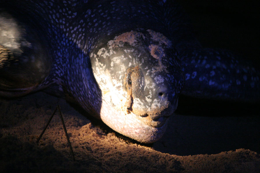 Close-up of leatherback turtle head | Lederrug schildpadden | Suriname