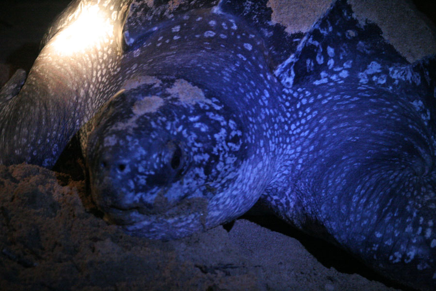Turtle busy covering up her nest on the beach | Leatherback turtles | Suriname