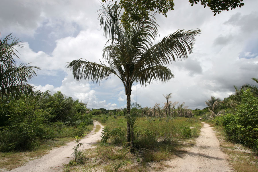 Foto de Footpaths connecting several parts of GalibiGalibi - Surinam