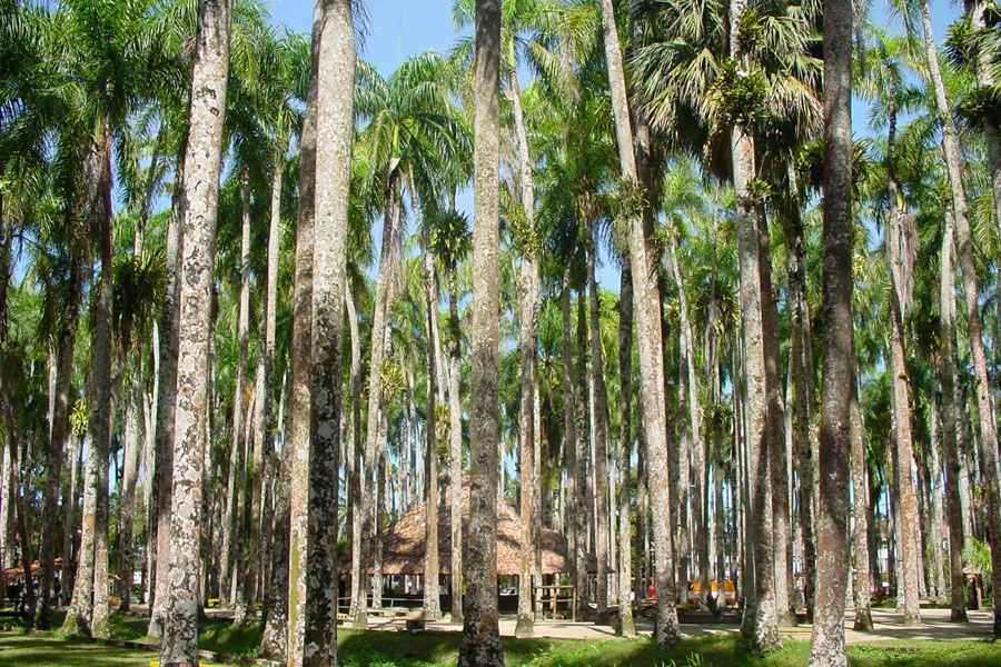 Part of the Palmentuin, or Palm Gardens, near the Presidential Palace | Paramaribo | le Surinam
