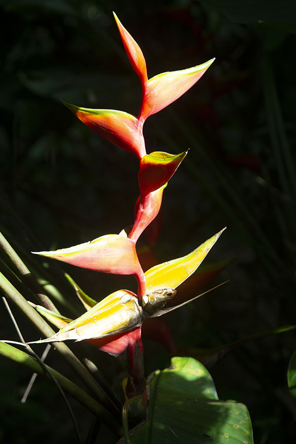 Foto van Heliconia flower in PeperpotPeperpot - Suriname
