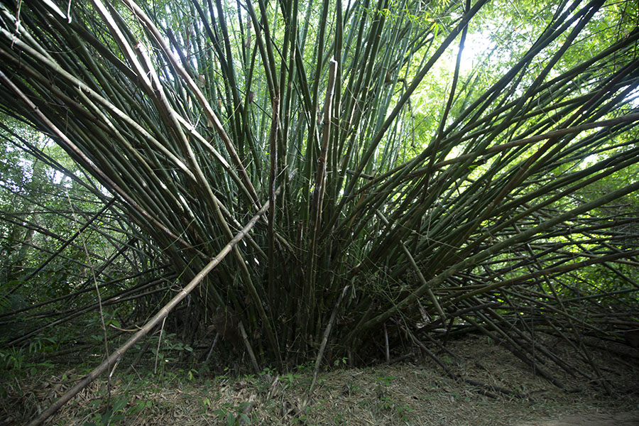 Foto di Bamboo bush in PeperpotPeperpot - Suriname