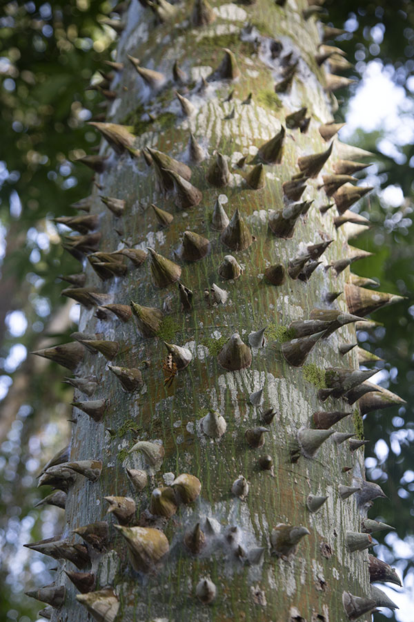 Foto van Looking up a tree in PeperpotPeperpot - Suriname