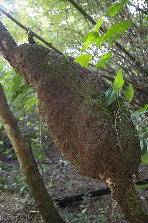 Foto de Termite dwelling on a branch in PeperpotPeperpot - Surinam