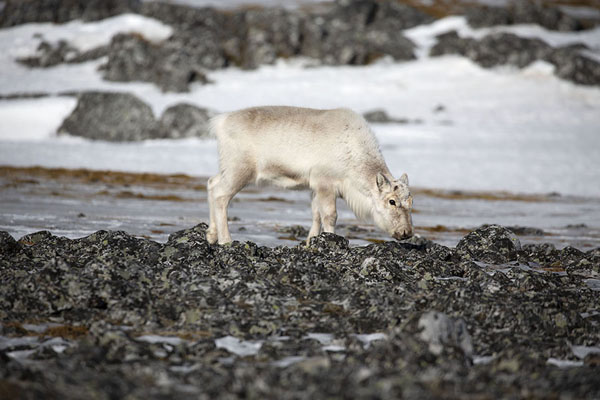Foto van Svalbard reindeer looking for something to eat between snow and stones -  - Europa