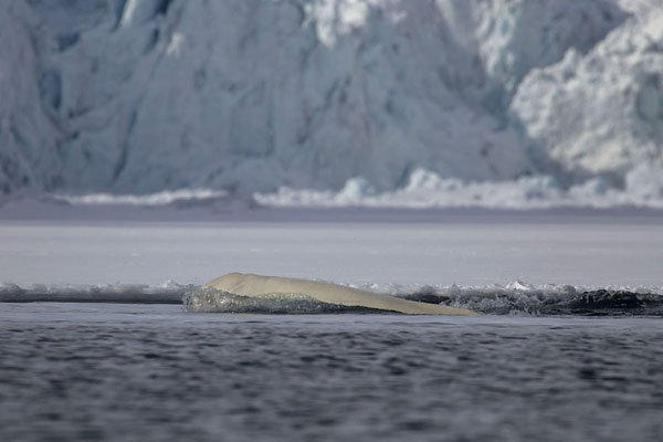 Foto van Beluga whale at the surface of Burgerbukta with glacier in the backgroundHornsund - 