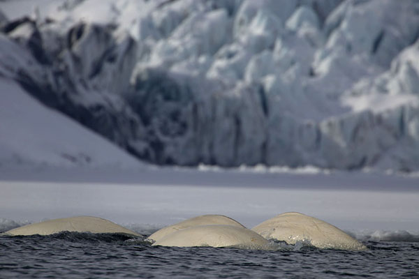 Foto van Surfacing beluga whales with Burgerbukta glacier in the backgroundHornsund - 
