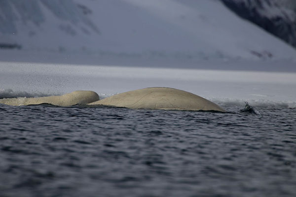 Picture of Beluga whales coming to surface near the ice edge of Burgerbukta