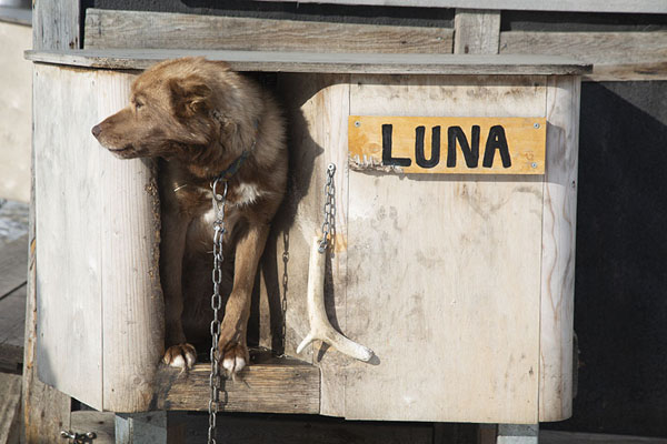 Female dog waiting at her kennel | Dog sledding | Svalbard and Jan Mayen