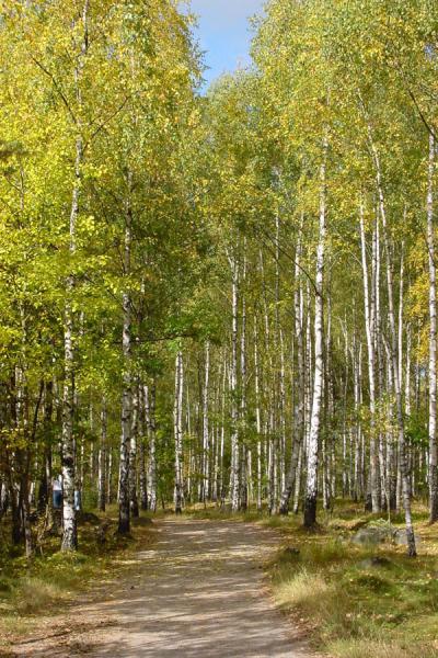 The birch trees of Delsjön | Gothenburg | Zweden