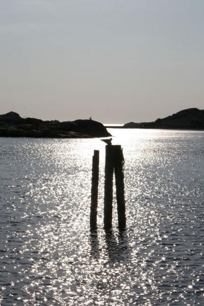 Picture of Gothenburg Archipelago (Sweden): Seagulls waiting in bay of Styrsö in Gothenburg archipelago