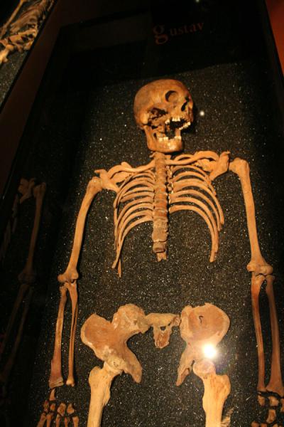 Foto di Skeleton of victim who died in the Vasa disaster in 1628 - Svezia - Europa