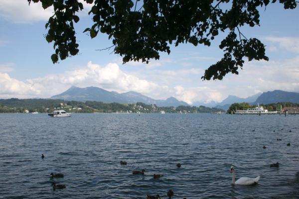 Foto di View over Lake Lucerne with swans and mountains in a distance - Svizzera - Europa