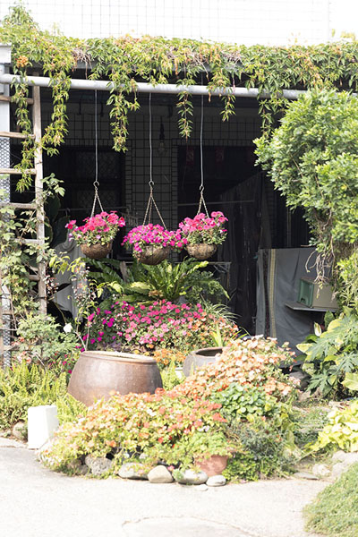 Foto di Flowers in front of a house in MeinongMeinong - Taiwan