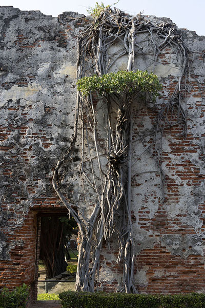 Foto di Roots overgrowing a wall of the Dutch fortress in AnpingTainan - Taiwan