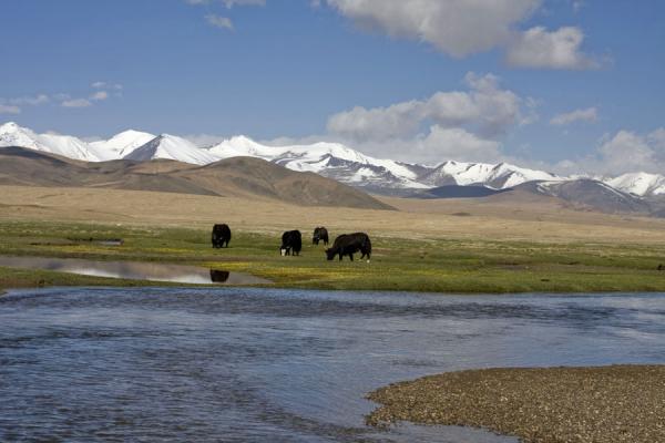 Foto van Yaks near a river in Keng ShiberKeng Shiber - Tadzjikistan