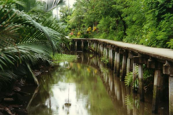 Photo de Bicycle path through the jungle in one of Asia's major citiesBangkok - Thailande