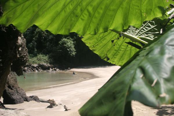 Picture of Huge leaves with the small beach of Emerald Cave in the background (Emerald Cave, Thailand)