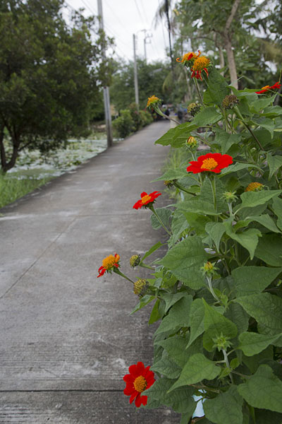 Picture of The concrete walkway of Ko Kret