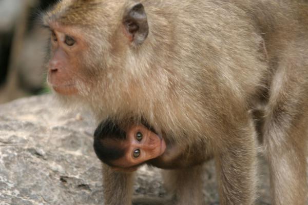 Picture of Wat Tham Suwannakuha (Thailand): Wat Tham Suwannakuha: mother monkey carrying her young